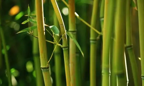 Da vara de bambu à vara de bambu